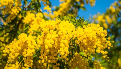 Fototapeta premium Bright yellow blossoms of a mimosa tree in full bloom against a clear blue sky.