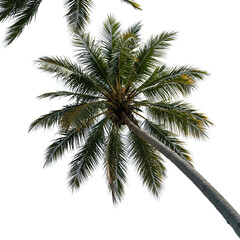 Realistic Isolated Photo of a Palm Tree Against Black Sky