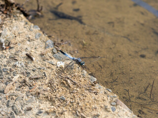 水田の淵に止まるシオカラトンボ