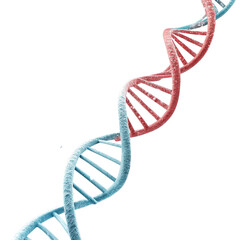 dna strand on white background