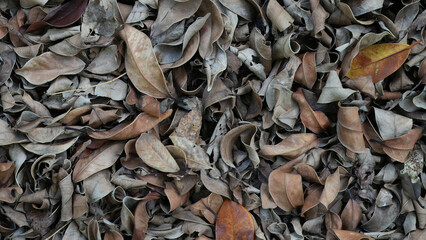 A close-up background of dried fallen leaves scattered on the ground. The leaves are curled, textured, and layered, creating an organic, natural pattern in muted brown and earthy tones.