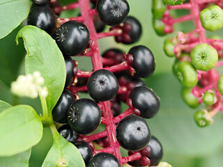 ヨウシュヤマゴボウの成熟果