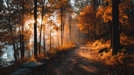 Fototapeta premium Autumn Forest Path at Sunrise
