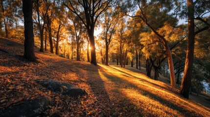 Obraz premium Autumn Sunset in a Golden Forest