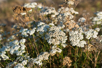 Achillea millefolium, common yarrow white flowers closeup selective focus