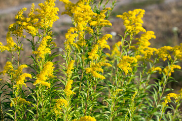 Solidago canadensis, Canada goldenrod yellow flowers closeup selective focus