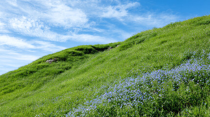 Beautiful green hillside adorned with vibrant blue flowers under a clear blue sky. A serene landscape perfect for nature lovers.