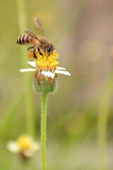 Bee on yellow flower and yellow field. Spring single daisy flower and bee. Flying honey bee...