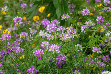 securigera varia purple crown vetch blooming in summer meadow
