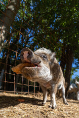 Fototapeta premium portrait of a dog