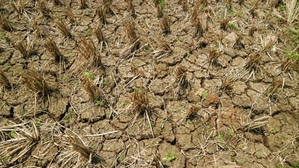 Dry paddy fields after rice harvest 