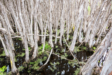 Paperbark trees in Narawntapu National Park, Tasmania. Bakers Beach walk  through the paperbark forest. 