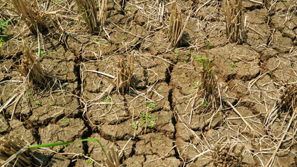 Harvest paddy fields and residual stems