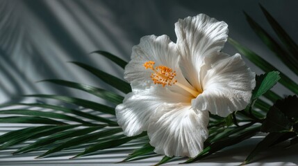 White Hibiscus Flower with Palm Leaf and Dramatic Lighting
