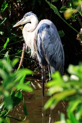 Fototapeta premium Great Blue Heron Standing in Wetland Shallows