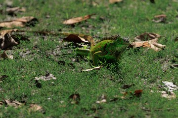 Green Iguana on Grass in Florida Wetlands