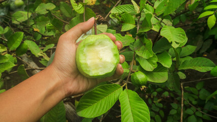 hand holding a green guava