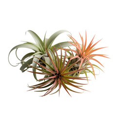 Obraz premium Group of tillandsia air plants with green and orange hues isolated on transparent background