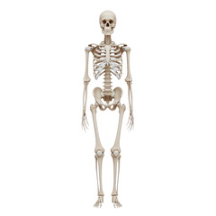 Full body human skeleton anatomical model isolated on transparent background