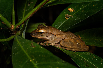 Hong Kong Whipping Frog - Polypedates megacephalus, beautiful shrub frog from Asian forests and bushes, Vietnam.