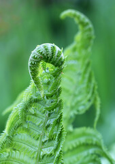 Close-up of spring green fern leaves on blurred background. Soft selective focus.