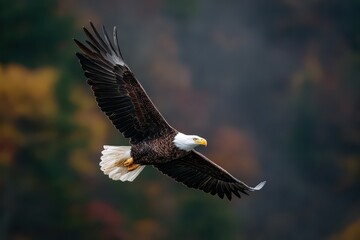 Fototapeta premium Bald eagle soaring gracefully with wings fully extended in a vibrant natural landscape