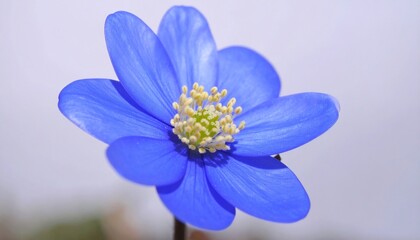 Vibrant Blue Hepatica Flower Closeup.
