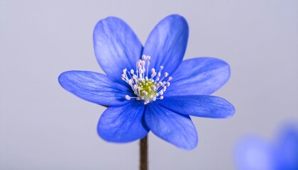 Vibrant Blue Spring Flower Closeup.