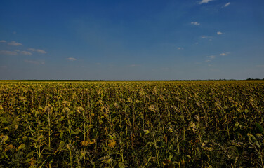 beautiful summer landscape in Ukraine