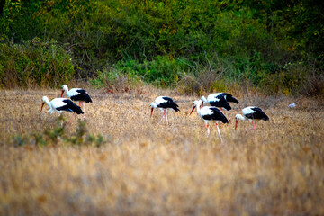 Storks (Ciconia ciconia) are searching for food among the dried grass. A flock of storks resting in the field during autumn migration. Ornithology. Bird, animal idea concept.	