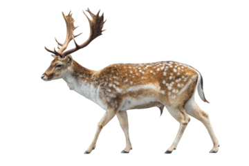Majestic buck walks, showcasing spotted fur, large antlers, on black bg