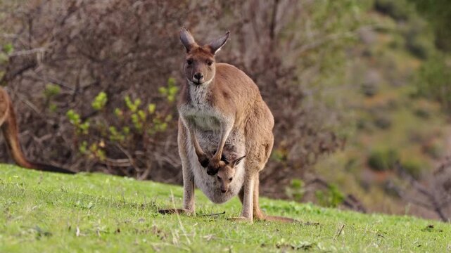 Wild kangaroo with baby joey stares at camera in scenic Adelaide Hills, South Australia