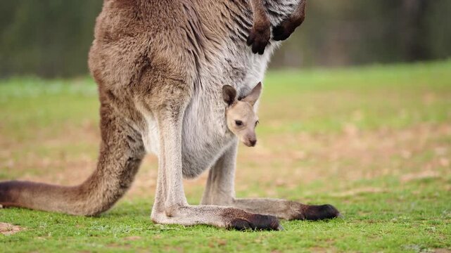 Adorable baby kangaroo joey peeking from pouch while mother stands in Adelaide Hills, Australia