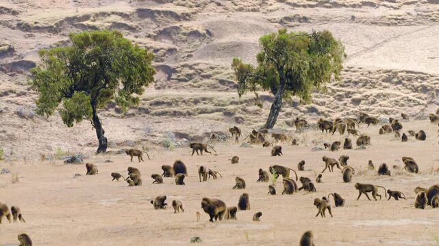 Troop Of Gelada Monkeys (Theropithecus Gelada) In Simien Mountains, Ethiopia - Wide Shot