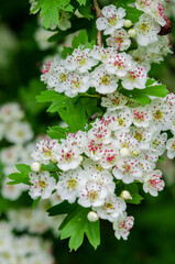 White hawthorn blossoms with pink stamens blooming in spring garden branch. Close-up of white hawthorn flowers with pink details on a fresh green background.
