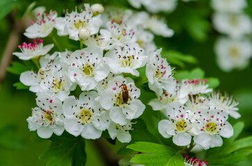 White hawthorn blossoms with pink stamens blooming in spring garden branch. Close-up of white hawthorn flowers with pink details on a fresh green background.