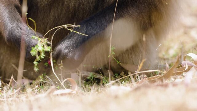 Cropped View Of A Gelada Monkey Eating Grass On A Sunny Day. Close-up Shot