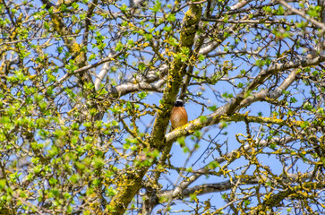 Colorful True redstarts perched on spring tree branch with fresh green leaves. A small bird with...