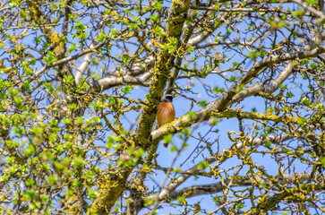 Colorful True redstarts perched on spring tree branch with fresh green leaves. A small bird with bright plumage resting on a lichen-covered branch among spring foliage.