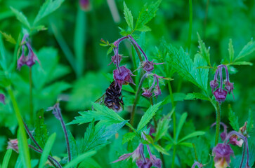 Bumblebee collecting nectar from wild purple flowers in summer meadow. Close-up of a bumblebee on delicate wildflowers in lush green summer meadow.