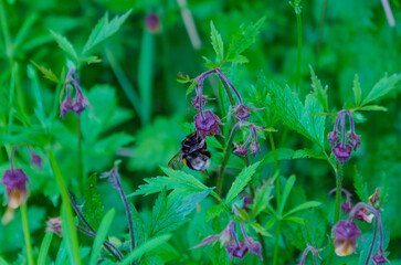 Bumblebee collecting nectar from wild purple flowers in summer meadow. Close-up of a bumblebee on delicate wildflowers in lush green summer meadow.