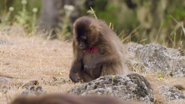 Gelada Monkey Grazing In Simien Mountains National Park, Ethiopia - Close Up