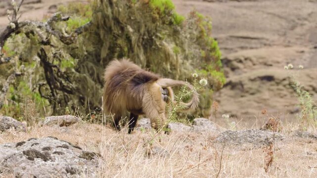 An Adult Gelada Monkey (Theropithecus Gelada) In Simien Mountains, Ethiopia. Slow Motion Shot