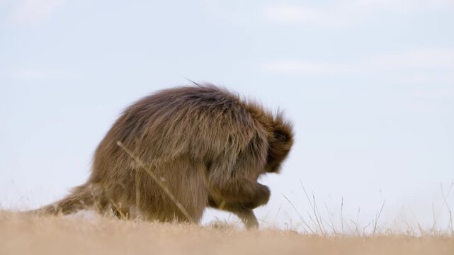 Gelada Monkey Digging In The Ground Foraging For Food In Simien Mountains National Park, Ethiopia. Close-up Shot