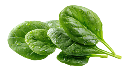 Fresh green spinach leaves with water droplets on a white isolated background.