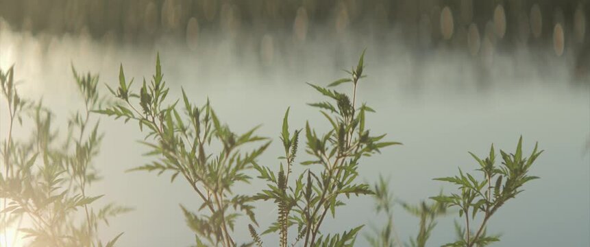 Close-up of Ambrosia plant by the river 4K scope video