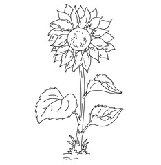 Cute cartoon hand vector sunflower outline.