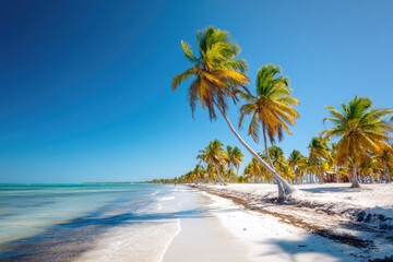 Obraz premium Tropical beach scene with palm trees (1)