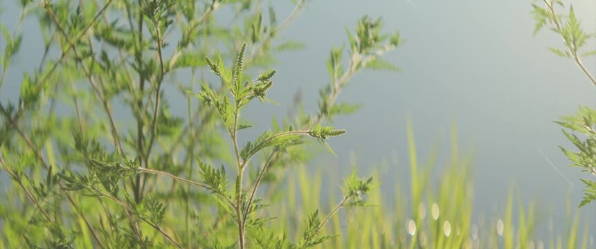 Annual ragweed plant by the river 4K scope footage