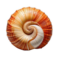 Starfish five arms, isolated white and transparent background.